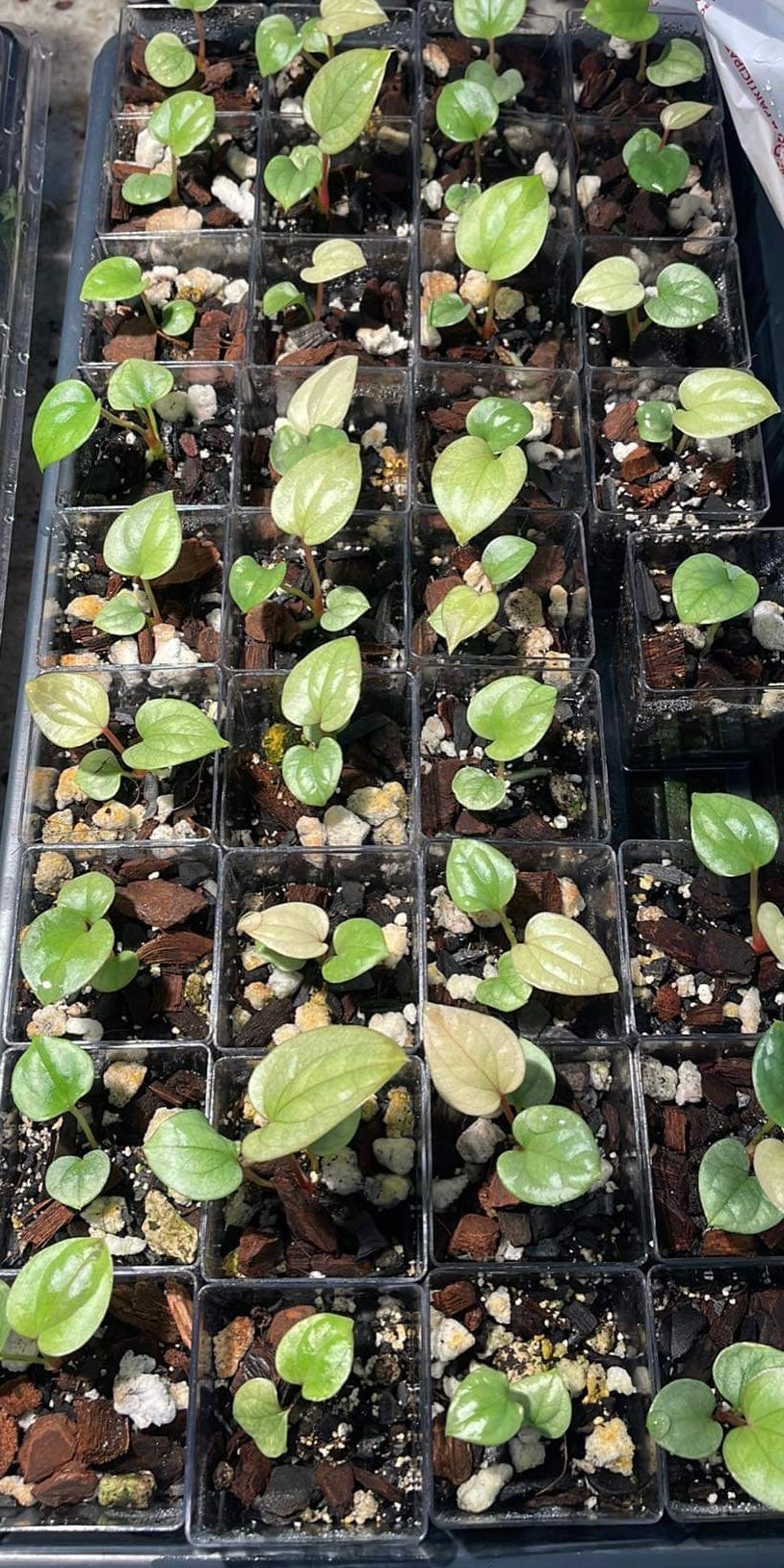 Anthurium Luxurians seedling