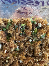 Load image into Gallery viewer, Anthurium RG Dressleri “F2” x open