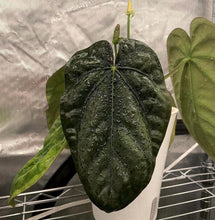 Load image into Gallery viewer, Anthurium RG Dressleri “F2” x open