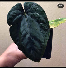 Load image into Gallery viewer, Anthurium RG Dressleri “F2” x open