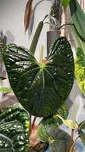 Load image into Gallery viewer, Anthurium Luxurians seedling
