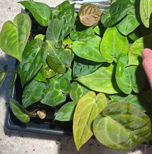 Load image into Gallery viewer, Papillilaminum (long x bullet) x Carlablackiae seedling