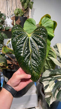 Load image into Gallery viewer, Anthurium Luxurians seedling
