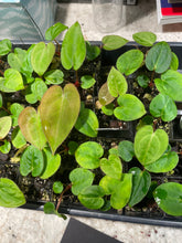 Load image into Gallery viewer, Papillilaminum (long x bullet) x Carlablackiae seedling