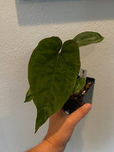 Load image into Gallery viewer, Anthurium Ace of Spades x Dressleri