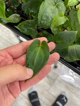 Load image into Gallery viewer, 1 - Anthurium Papillilaminum x self seedling
