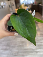 Load image into Gallery viewer, Anthurium Ace of Spades x Dressleri