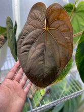Load image into Gallery viewer, Anthurium Ace of Spades x Dressleri