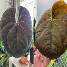 Load image into Gallery viewer, Anthurium Ace of Spades x Dressleri