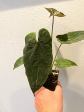 Load image into Gallery viewer, Anthurium Ace of Spades x Dressleri