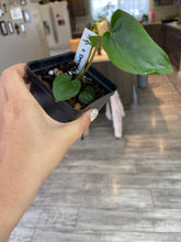 Load image into Gallery viewer, Anthurium Ace of Spades x Dressleri