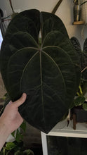 Load image into Gallery viewer, Anthurium Ace of Spades x Dressleri