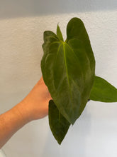 Load image into Gallery viewer, 1 - Anthurium Papillilaminum x self seedling
