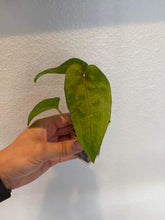 Load image into Gallery viewer, Anthurium Ace of Spades x Dressleri