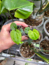 Load image into Gallery viewer, Anthurium Ace of Spades x Dressleri