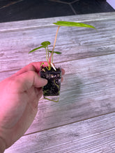 Load image into Gallery viewer, Selected Anthurium Papillilaminum (papi x (ra5 x self)) Seedling