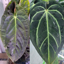 Load image into Gallery viewer, Papillilaminum (long x bullet) x Carlablackiae seedling