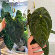 Load image into Gallery viewer, Selected Anthurium Papillilaminum (papi x (ra5 x self)) Seedling