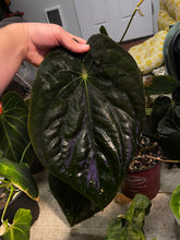 Load image into Gallery viewer, Anthurium Black Velvet Eastern Panama
