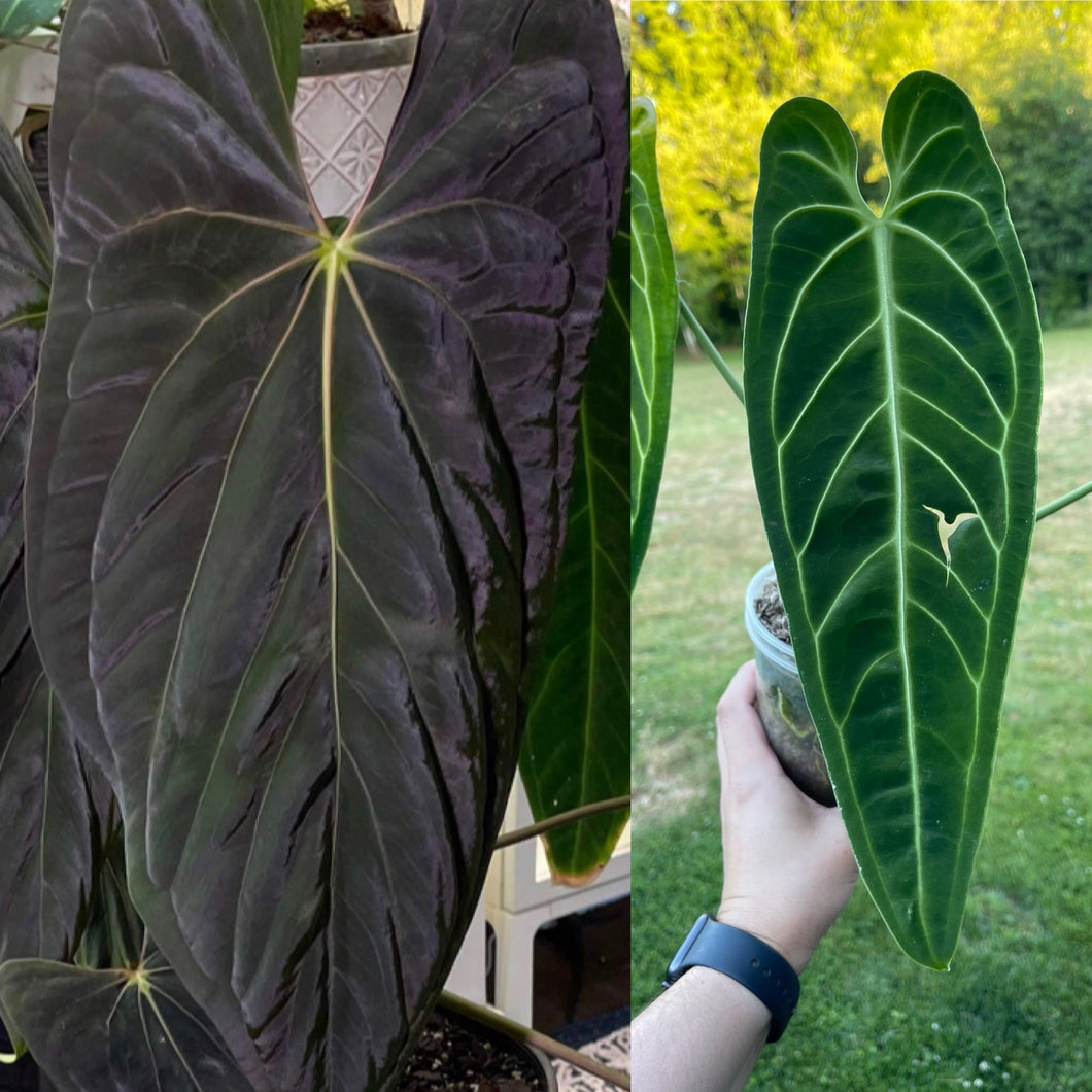 Anthurium Papillilaminum (Ree Gardens) x Warocqueanum seedling