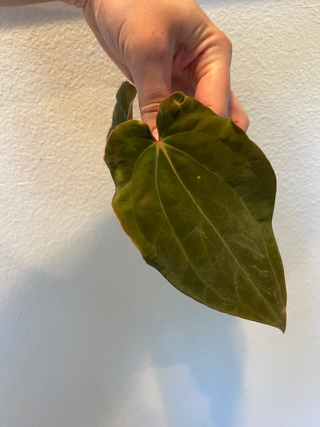 Anthurium Black Velvet Eastern Panama