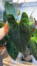 Load image into Gallery viewer, Anthurium Red Crystallinum (NSE) x Papillilaminum
