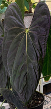 Load image into Gallery viewer, Anthurium “Ree Gardens “ Papillilaminum x Dressleri
