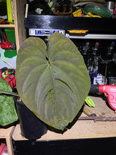 Load image into Gallery viewer, Anthurium “Ree Gardens “ Papillilaminum x Dressleri
